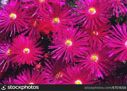 Close-up of pink daisies