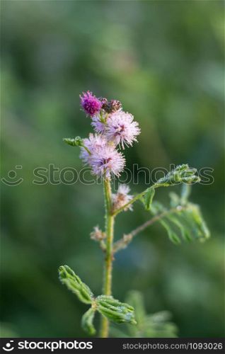 Close-Up Of pink Flowering Plant In nature