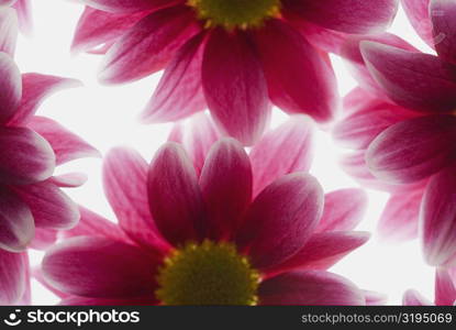 Close-up of pink flowers