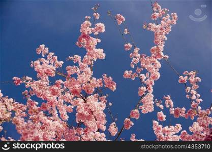 Close-up of pink flowers blossoming on a tree