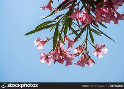 Close-up of pink flowers in a sunny day. Romantic and beautiful