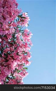 Close-up of pink flowers in a sunny day. Romantic and beautiful