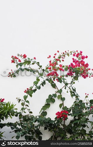 Close-up of pink flowers on plants