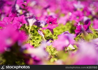 Close-up of pink flowers, Washington DC, USA