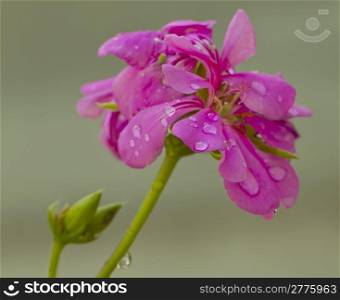 Close up of pink geranium with drops of water