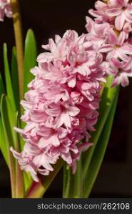 Close-up of pink hyacinth flower in a flowerpot