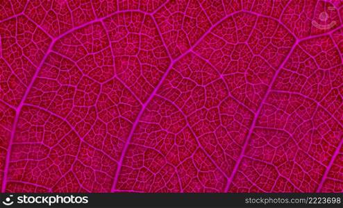 Close up of pink leaf. Abstract pink texture background.