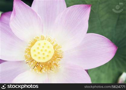 Close-up of pink lotus flower, China