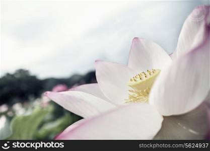 Close-up of pink lotus flower, China