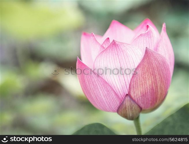 Close-up of pink lotus flower on a lake, China