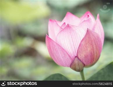 Close-up of pink lotus flower on a lake, China
