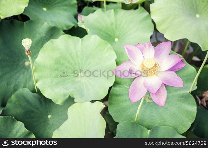 Close-up of pink lotus flower on a lake in China