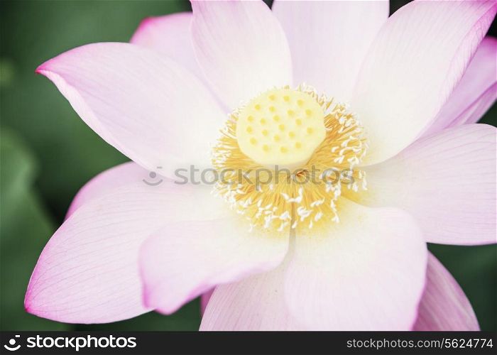 Close-up of pink lotus flower on a lake in China