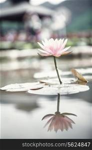 Close-up of pink lotus flower on a lake in China, reflection in the water