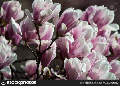 Close up of pink magnolia blossom in full bloom
