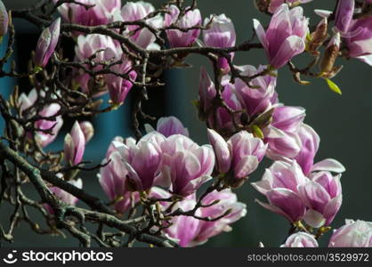 Close up of pink magnolia blossom in full bloom