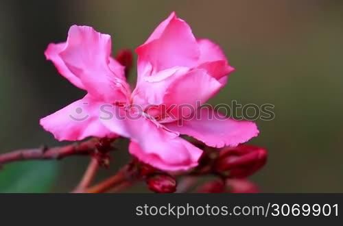 Close up of pink Oleander (Nerium oleander)