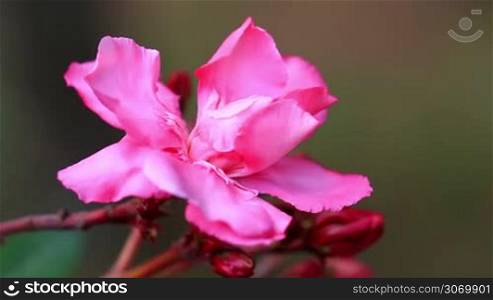 Close up of pink Oleander (Nerium oleander)