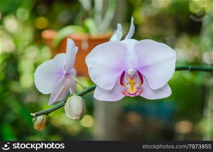 close up of pink orchid flower in green garden. pink orchid flower