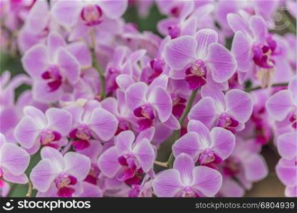 Close up of pink orchid flowers