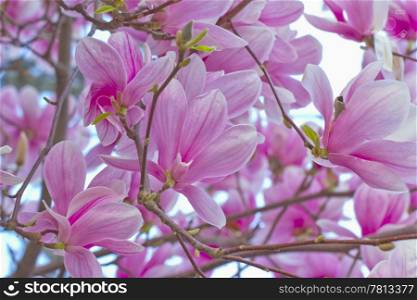 Close up of pink peach flowers from a tree