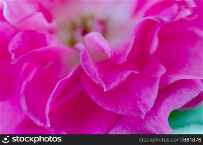 Close up of pink rose, Shallow depth of field
