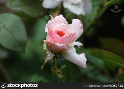 Close up of pink rose with rain drops