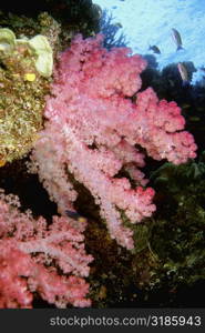 Close-up of Pink Soft Coral underwater, Fiji