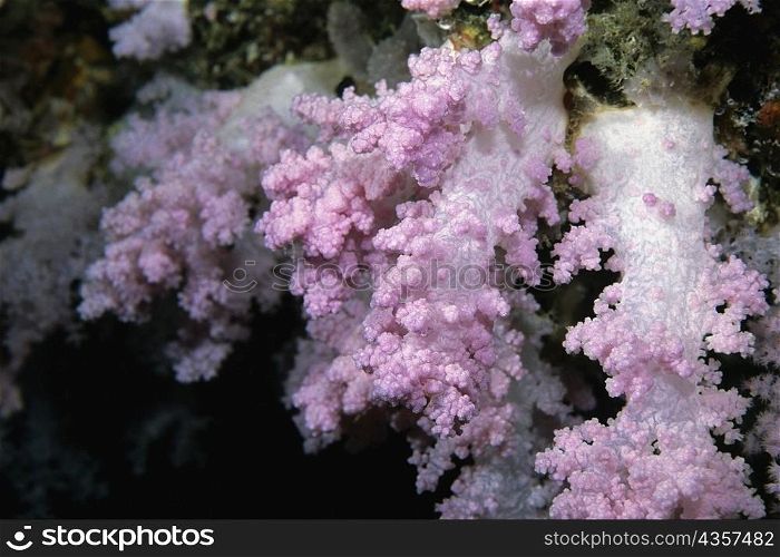 Close-up of Pink Soft Coral underwater, Maldives