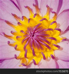 Close up of pink water lily, Macro shot