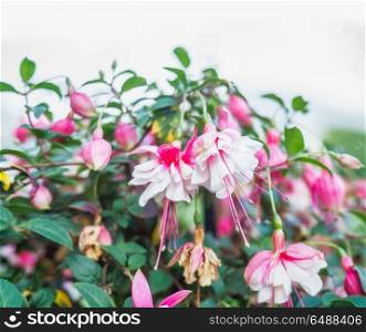 Close up of pink white fuchsia flowers, outdoor nature