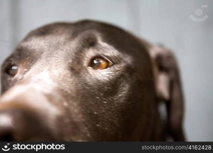 Close-up of Pit Lab Mix