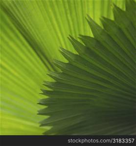 Close up of plant leaf