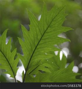 Close up of plant leaf