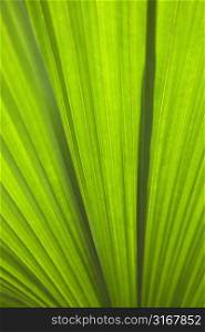 Close up of plant leaf detail, Daintree Rainforest, Australia.