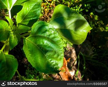 Close up of plant with green leaves. Nature background.. Close up of plant with green leaves.