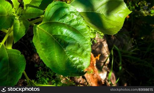 Close up of plant with green leaves. Nature background.. Close up of plant with green leaves.