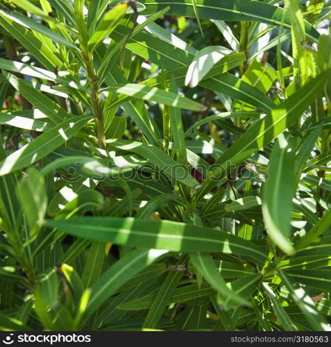 Close up of plant with slender green leaves.