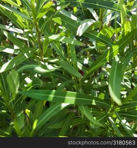 Close up of plant with slender green leaves.