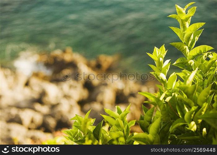 Close-up of plants, Costiera Amalfitana, Salerno, Campania, Italy
