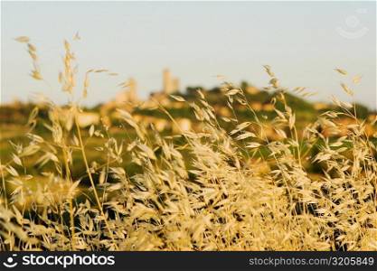 Close-up of plants with town on a hill in the background, San Gimignano, Siena Province, Tuscany, Italy