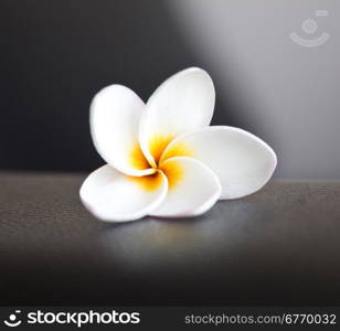 close up of plumeria flower