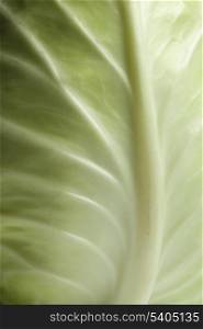 Close up of pointed Cabbage