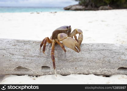 close up of Poo Kai crab in Tachi island Phang-nga province southern of thailand . Poo Kai crab in Tachi island southern of thailand