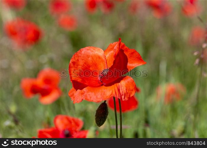 Close up of Poppy flowers (papaver rhoeas) in a field