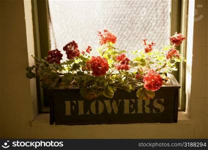 Close-up of potted plants in a basket on a window sill