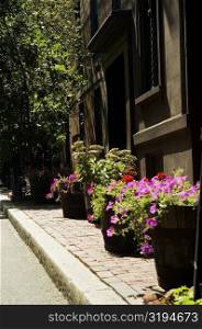 Close-up of potted plants on the sidewalk, Boston, Massachusetts, USA