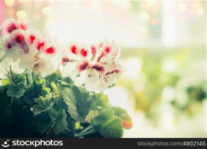 Close up of Pretty flowers at window background