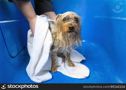 Close-up of professional pet groomer drying a wet a dog Yorkshire Terrier wrapped in a white towel at pet grooming salon. High quality photo.. Close-up of professional pet groomer drying a wet a dog Yorkshire Terrier wrapped in a white towel at pet grooming salon. 