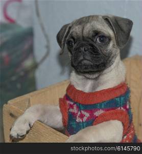 Close-up of pug dog wearing sweater, San Miguel de Allende, Guanajuato, Mexico
